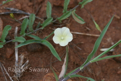 Merremia tridentata subsp. hastata